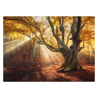Poster mit einem Herbstwald mit schönem Sonnenstrahl
