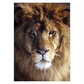 Poster mit einer Nahaufnahme eines schönen Löwen