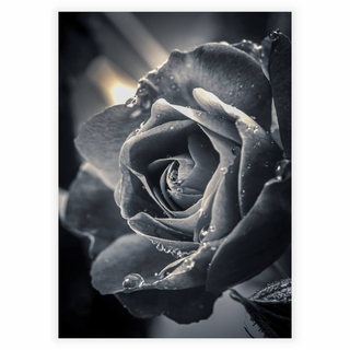 Poster mit einer großen schönen Rose in der Farbe Schwarz